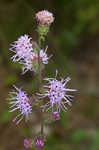 Appalachian blazing star